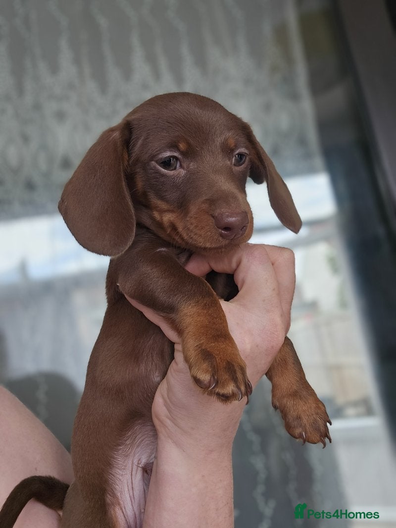 Miniature Dachshund dogs Stunning Miniature Smooth Dachshund Litter - Advert 2