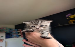 Mixed Breed cats for sale: Beautiful Kittens Available ✨️ in ELY - Image 19