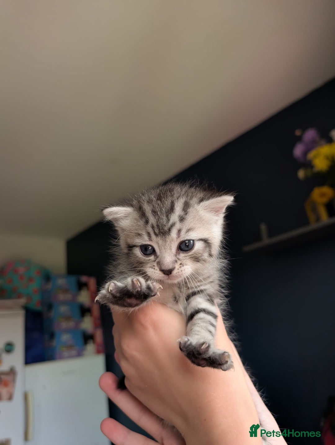 Mixed Breed cats for sale: Beautiful Kittens Available ✨️ in ELY - Image 19