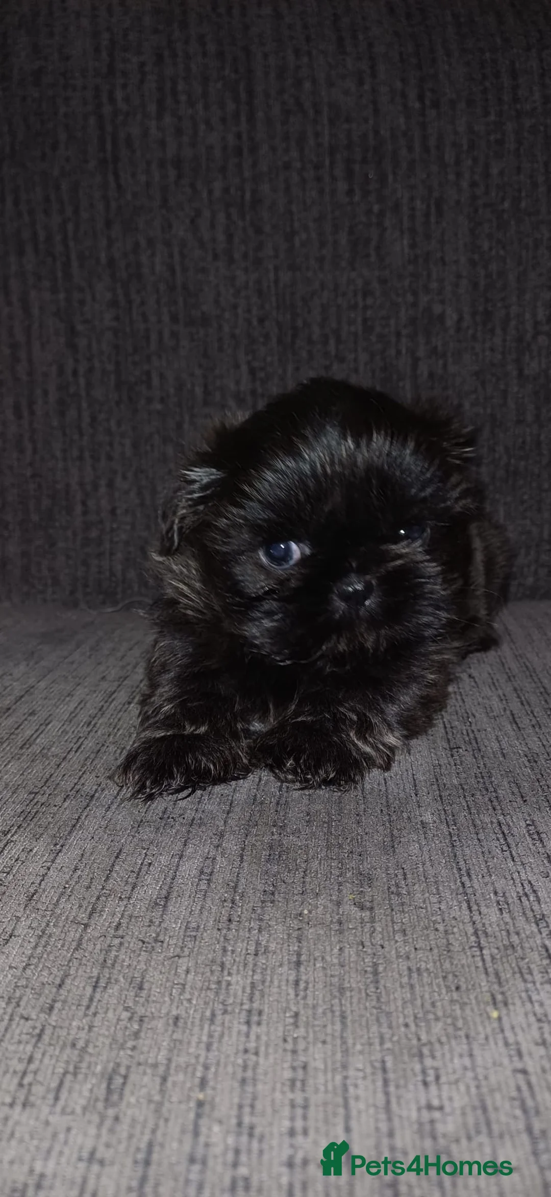 Shih Tzu dogs for sale: KC Reg Full imperial Shih tzu. - Advert 3