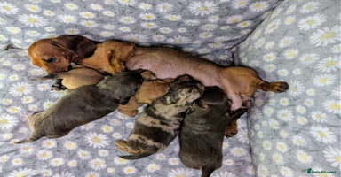 Miniature Dachshund dogs - Advert 14