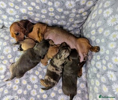 Miniature Dachshund dogs - Advert 8