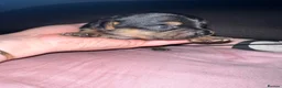 Chiweenie dogs for sale: 8 beautiful chiweenie‘s for sale - Advert 13
