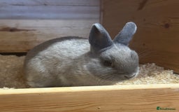 Netherland Dwarf rabbits for sale: Netherland Dwarf Baby Doe - Image 2