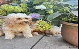 Cavapoochon dogs for sale: Cavapoochon boy  - Image 2