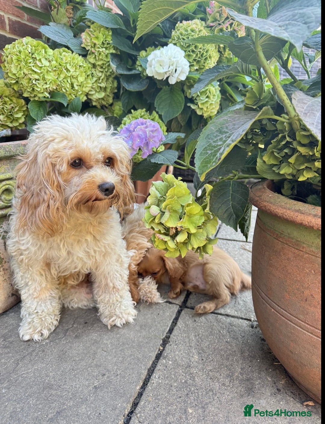 Cavapoochon dogs for sale: Cavapoochon boy  - Image 2