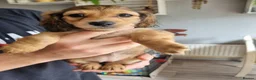 Miniature Dachshund dogs for sale: 🌟KC reg.Miniature LH Dachshund Puppies 🌟  - Advert 21