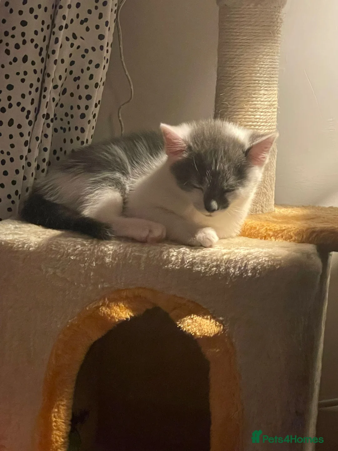 Mixed Breed cats for sale: Cat for sale - Advert 6