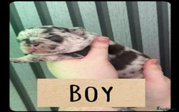 French Bulldog dogs for sale: Frenchie litter - Image 2