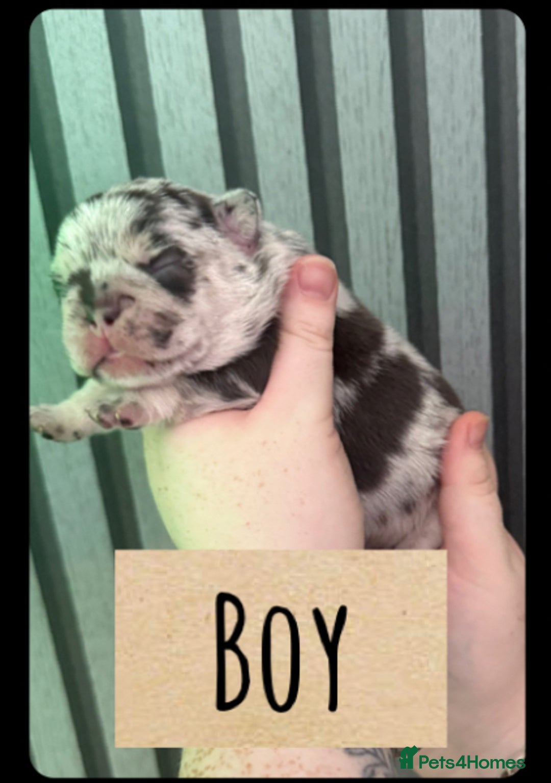 French Bulldog dogs for sale: Frenchie litter - Image 2