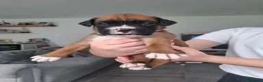 Boxer Puppy 6