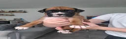 Boxer dogs for sale: KC Registered Boxer Puppies Bobtail/tailed - Advert 6