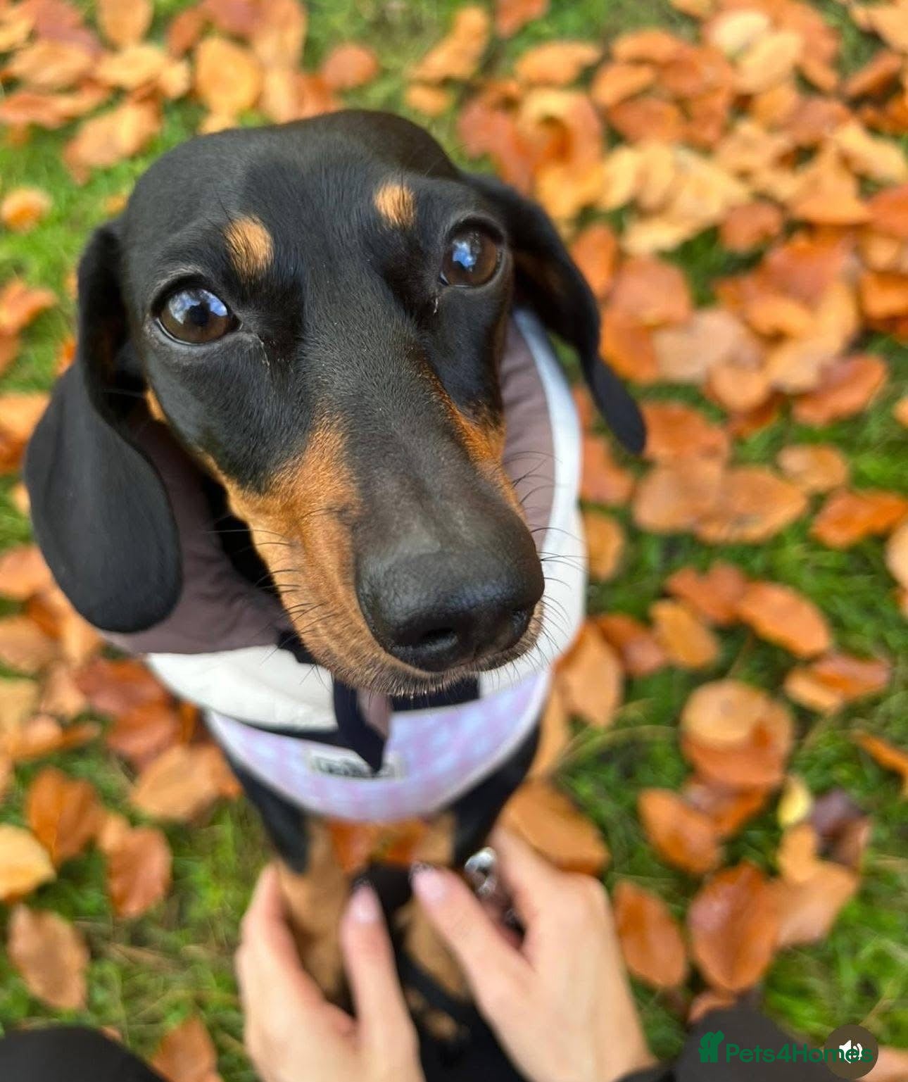 Dachshund dogs Please read the full text.  - Advert 2