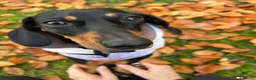 Dachshund dogs for sale: Our Dachshund Willow- Please read the full text.  - Advert 1
