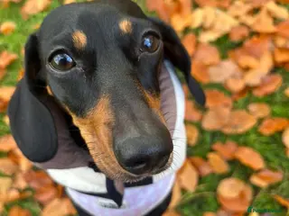 Dachshund dogs Please read the full text. - Advert 2