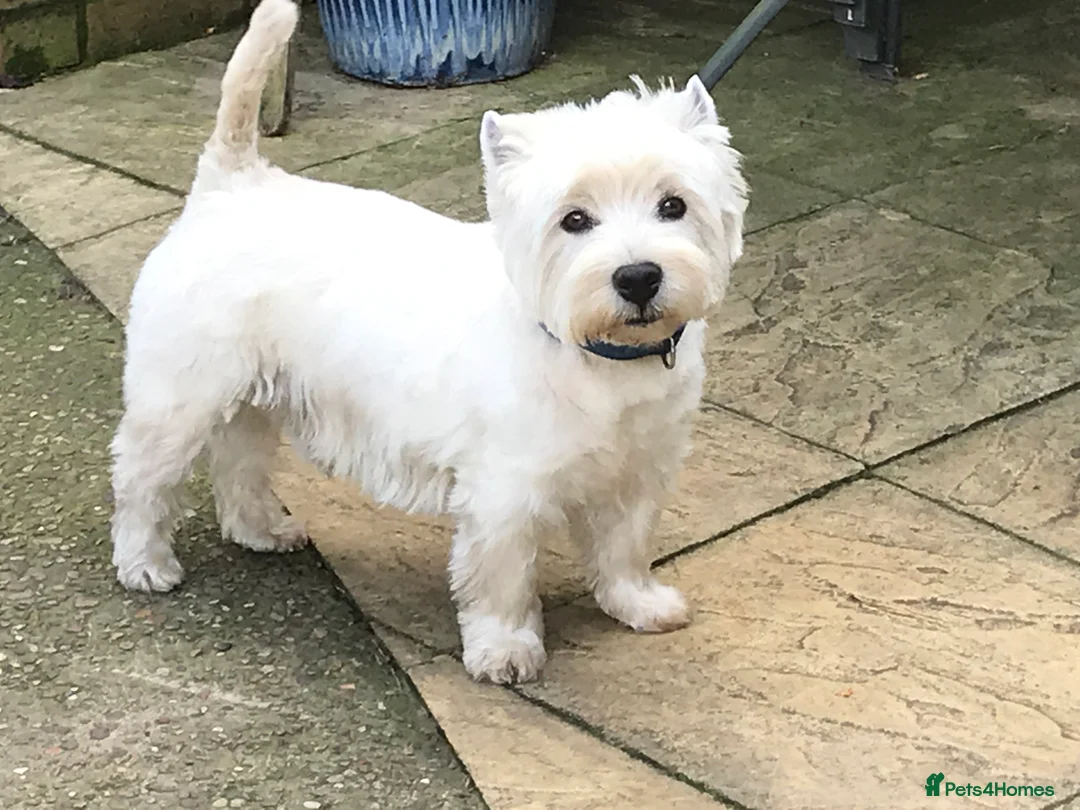 West Highland Terrier dogs for stud: Quality proven stud dogs in Doncaster - Advert 6