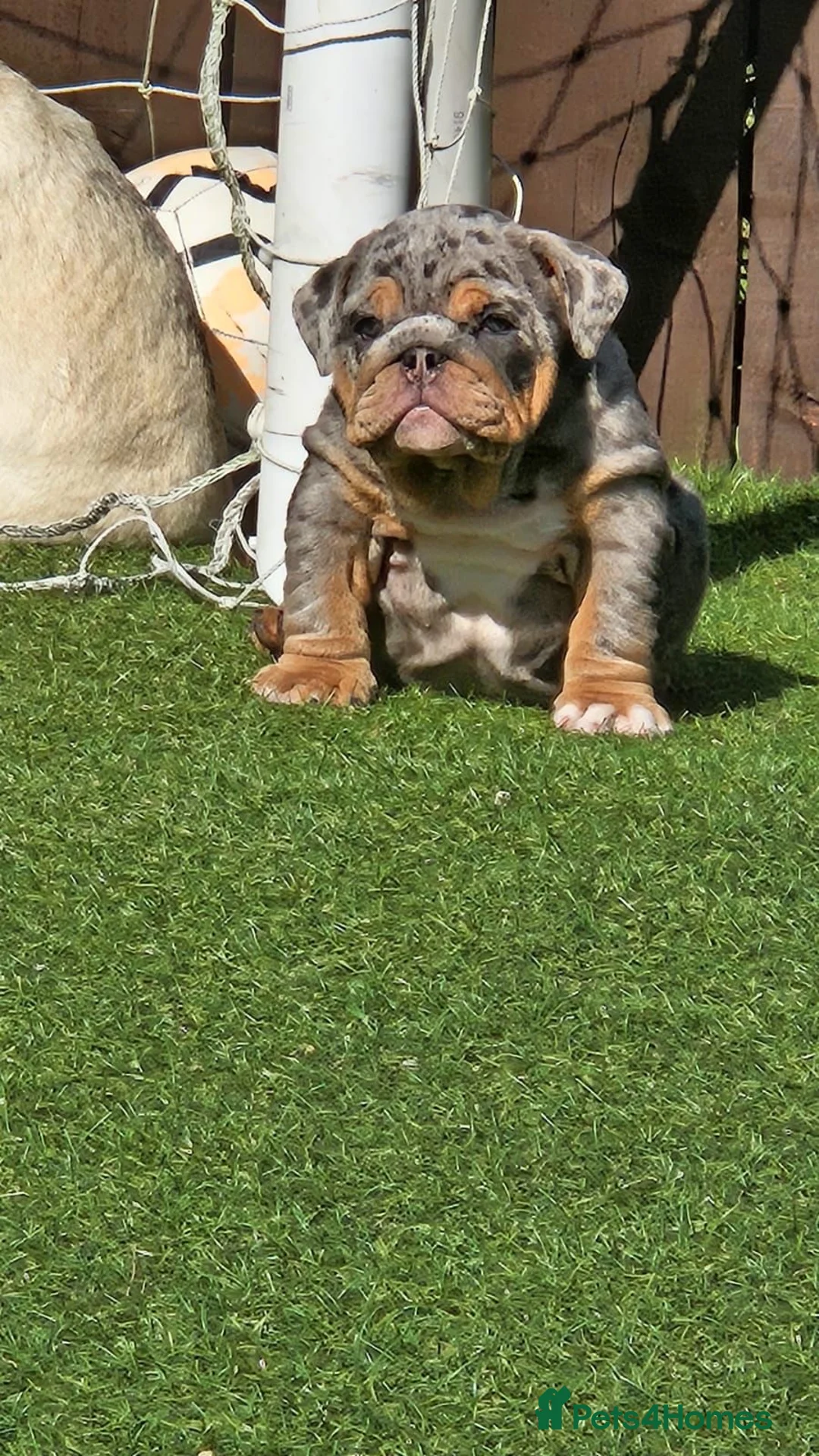 English Bulldog dogs for stud: GELATO 🍧 in Middlesbrough - Advert 5