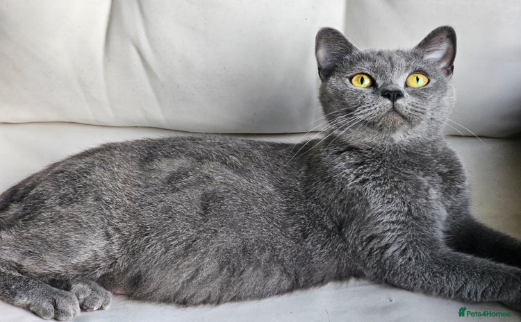 British Shorthair cats - Advert 8