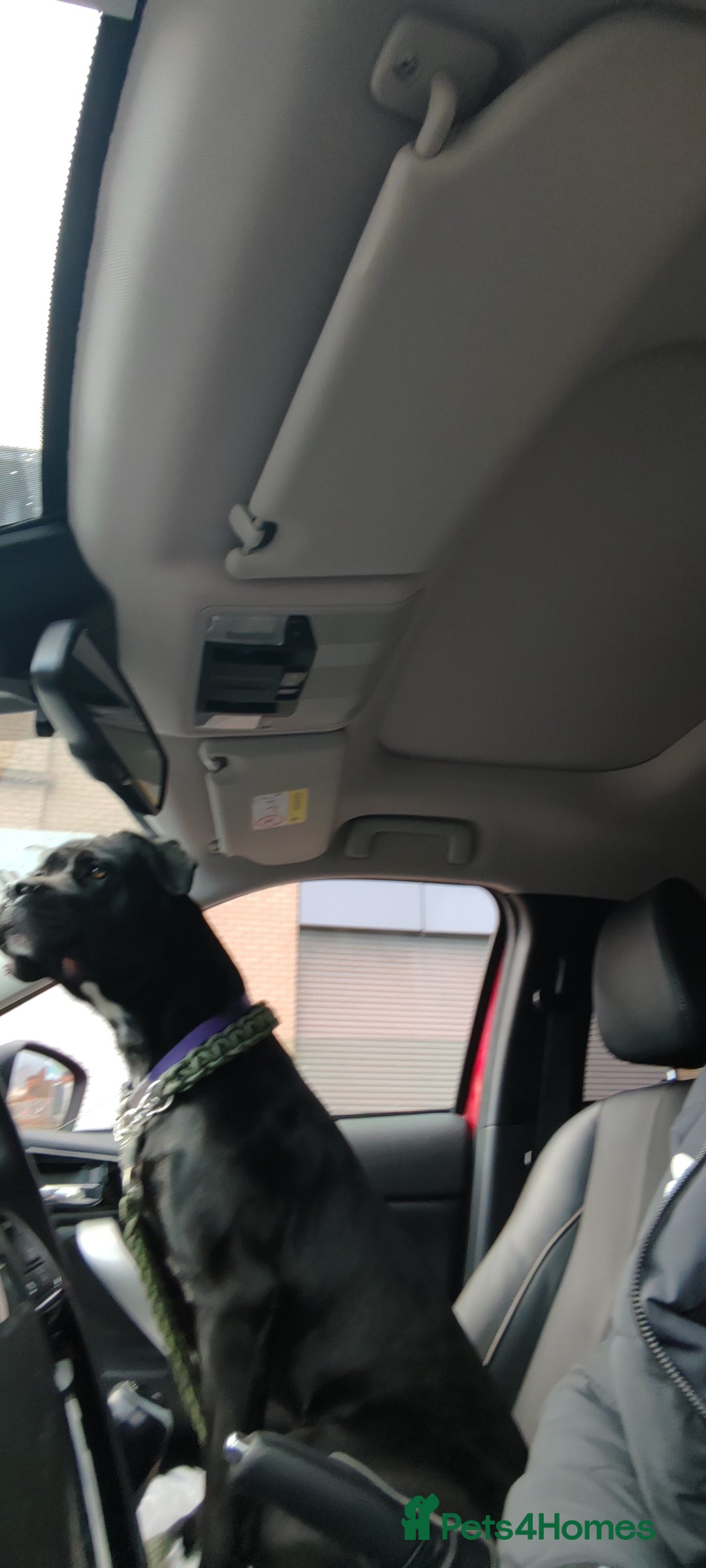 Cane Corso dogs for sale: Cane Corso  - Advert 12