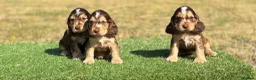 Cocker Spaniel dogs for sale: Beautiful litter of qauilty show type cockers  - Advert 11