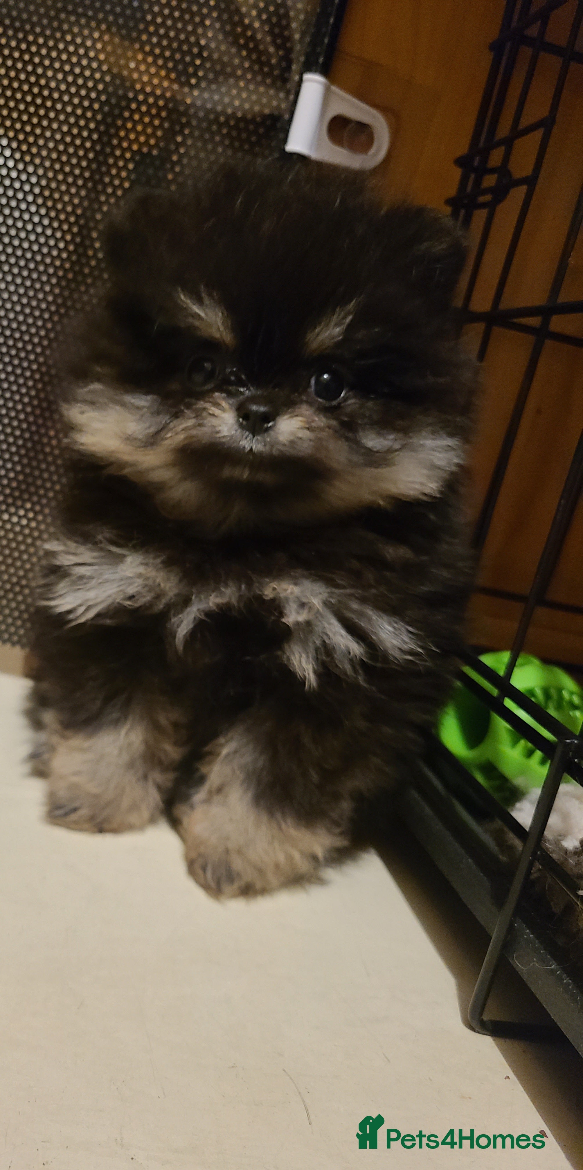 Pomeranian dogs Kc registered pomeranian puppies READY NOW💙🩷 - Advert 14