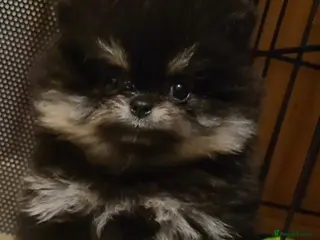 Pomeranian dogs Kc registered pomeranian puppies READY NOW💙🩷 - Advert 14