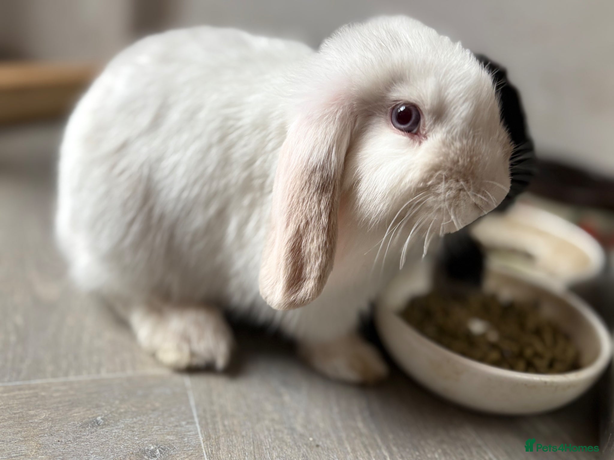 Mini Lop rabbits Baby bunnies looking for their new home 🐰❤️ - Advert 1