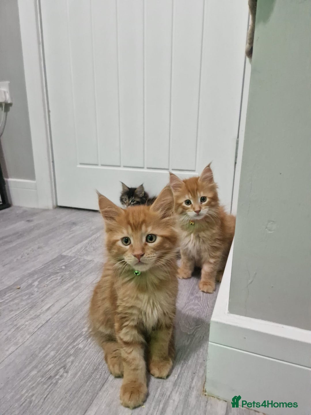 Maine Coon cats for sale: 2 Maine Coon Kittens  - Advert 11