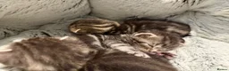 Mixed Breed cats for sale: Maine coon cross kittens  - Advert 3