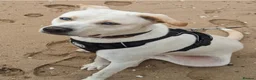 Mixed Breed dogs for adoption: Meet Daisy,currently residing in Hull in Hull - Advert 9