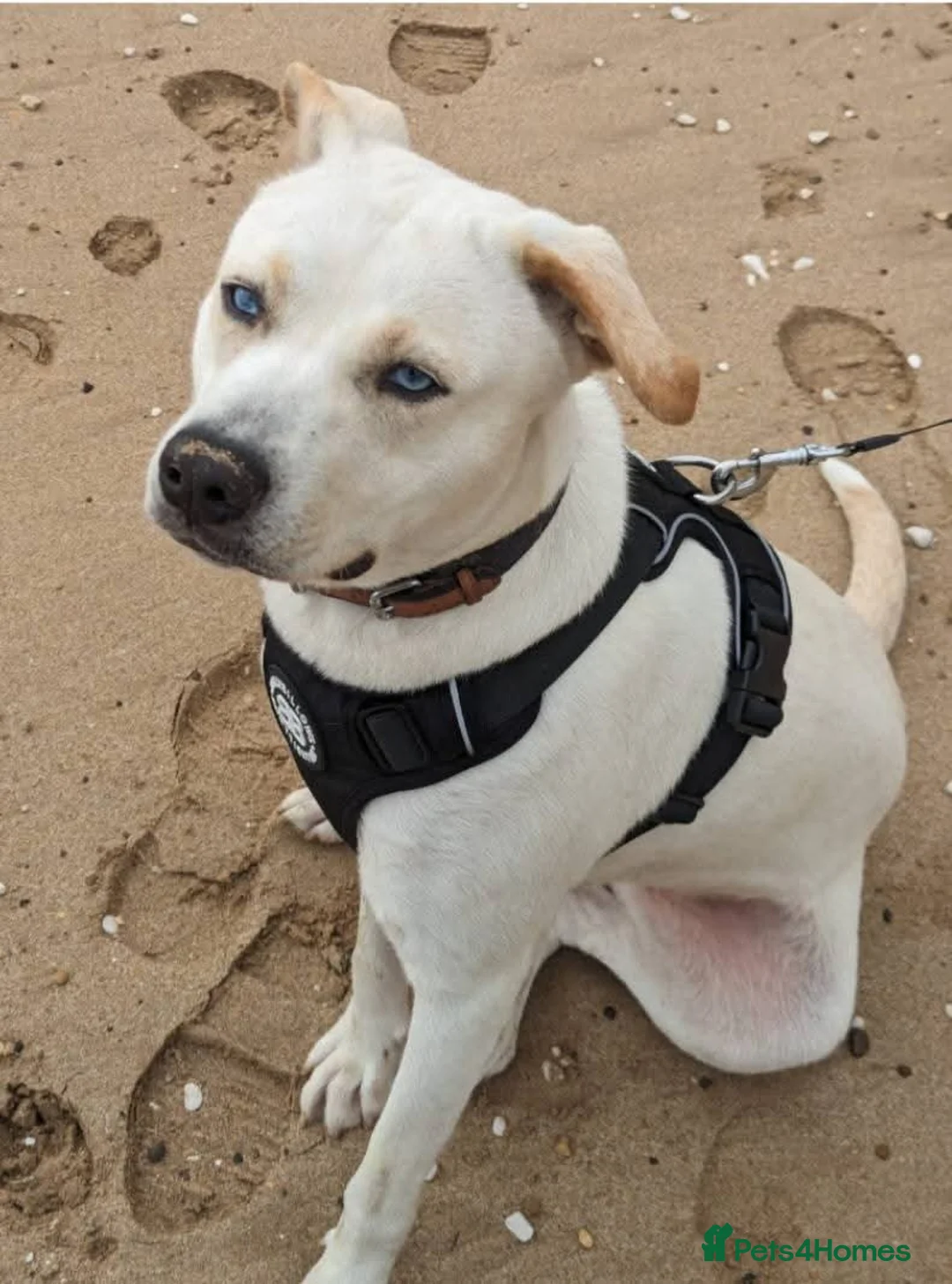 Mixed Breed dogs for adoption: Meet Daisy,currently residing in Hull in Hull - Advert 9