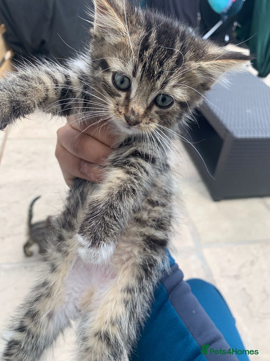 Abyssinian cats for sale: 4 Beautiful Kittens from a Stray Mother - Image 1