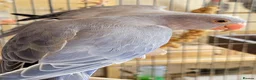 Ringnecks birds for sale: Juveniles Ringnecks - Advert 2