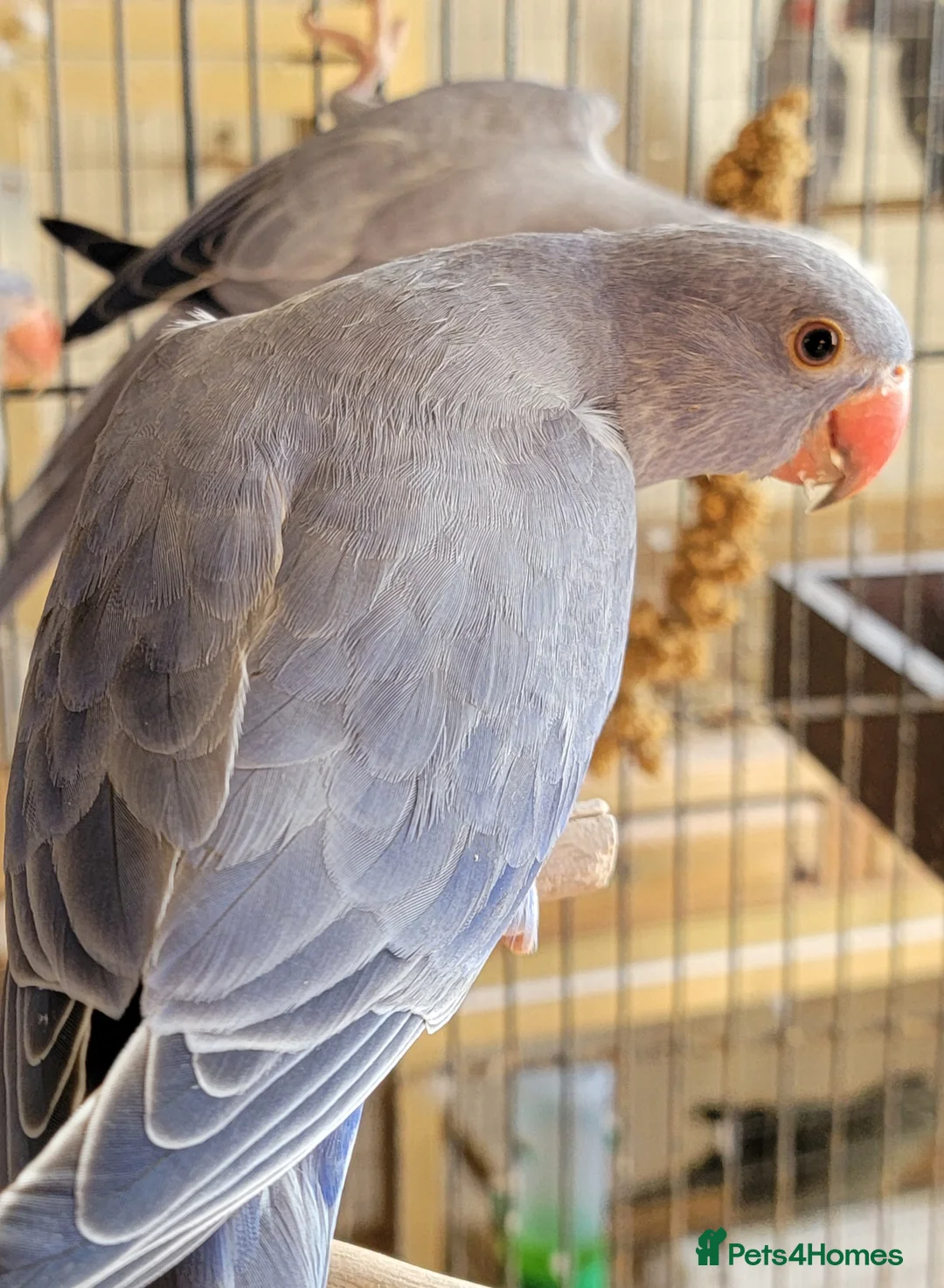 Ringnecks birds for sale: Juveniles Ringnecks - Advert 2