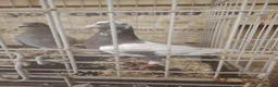 Pigeons birds for sale: Racing pigeon for sale  - Advert 4