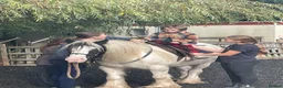 Irish Cob horses for sale: Beautiful poppet - Advert 6