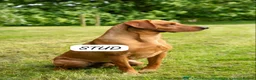 Labrador Retriever dogs for sale: KC Registered Fox Red Labrador Puppies. Due 7/7/26 in Doncaster - Advert 5