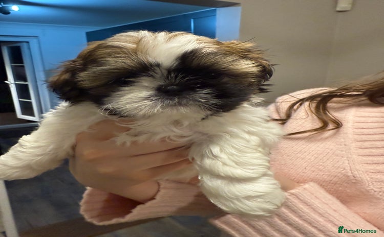 Shih Tzu dogs - Advert 14