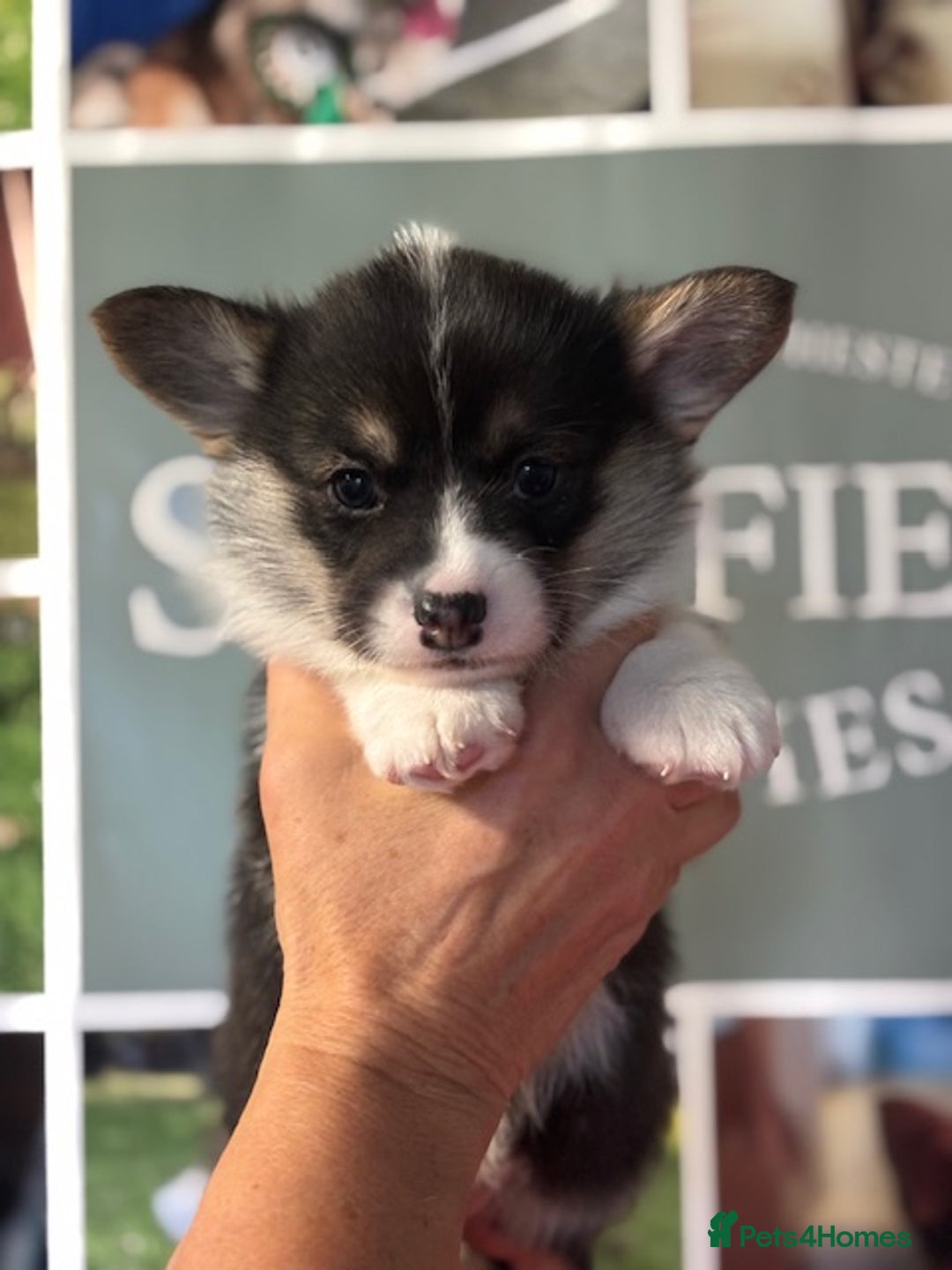 Welsh Corgi Pembroke dogs for sale: Tri coloured quality pedigree puppies available - Advert 2