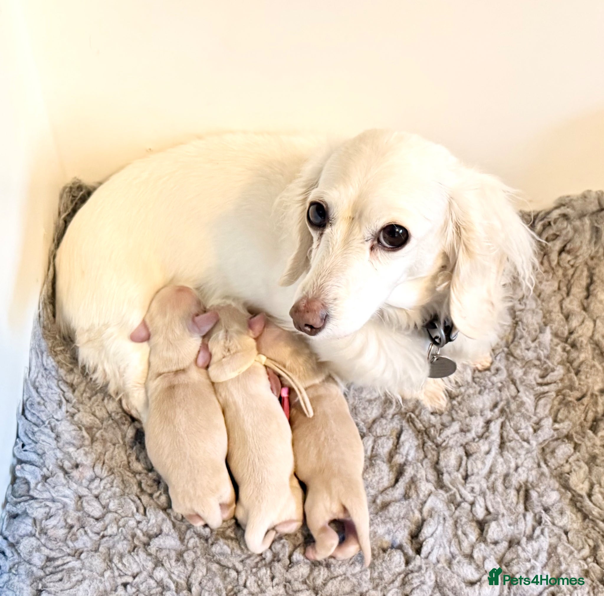 Dachshund dogs Miniature dachshund extensively health tested - Advert 1