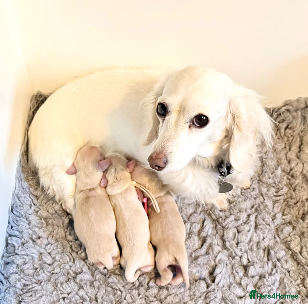 Dachshund dogs for sale: Miniature dachshund extensively health tested - Advert 1