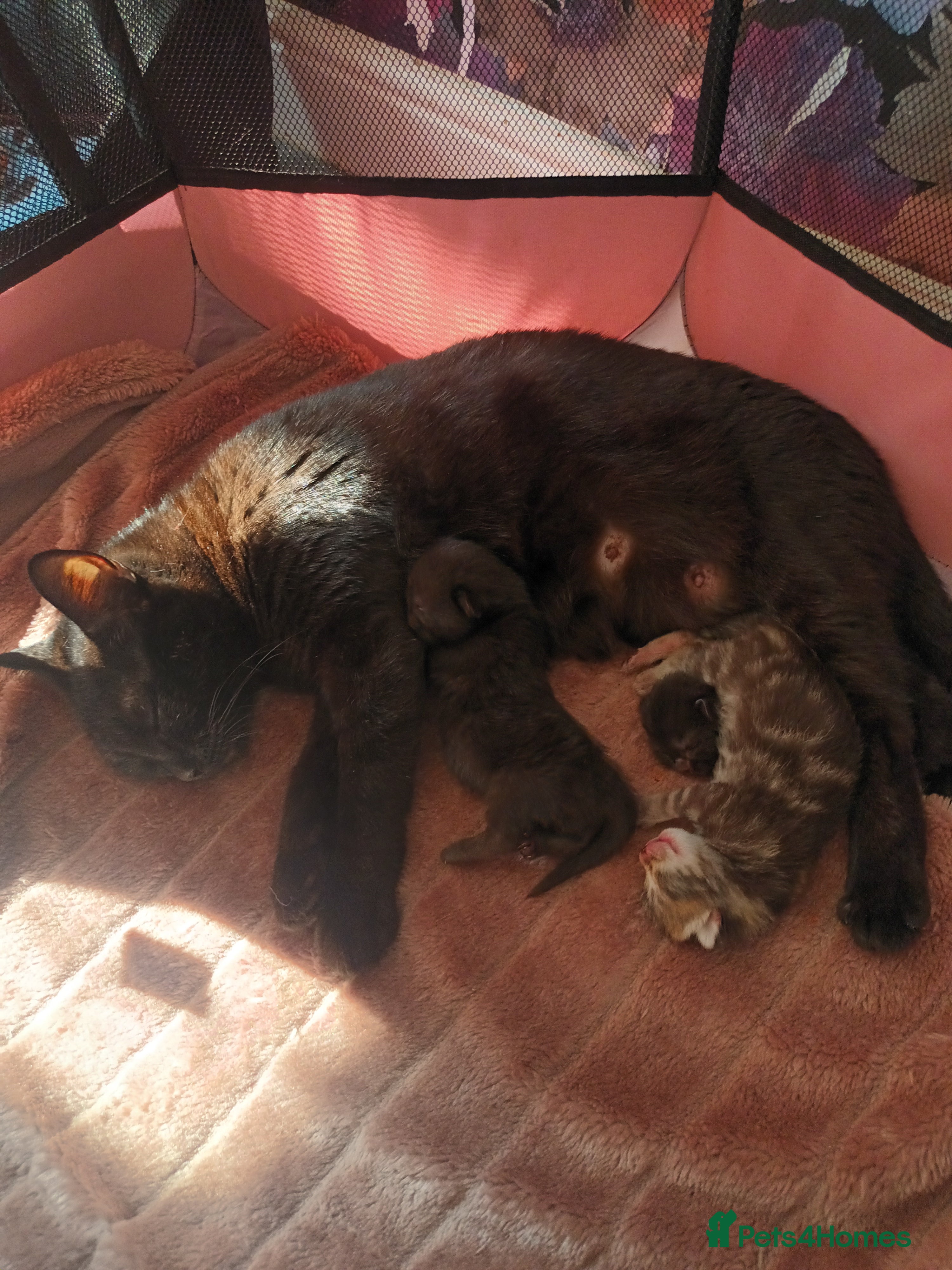 British Shorthair cats British short hair/black ghost tabby - Advert 1