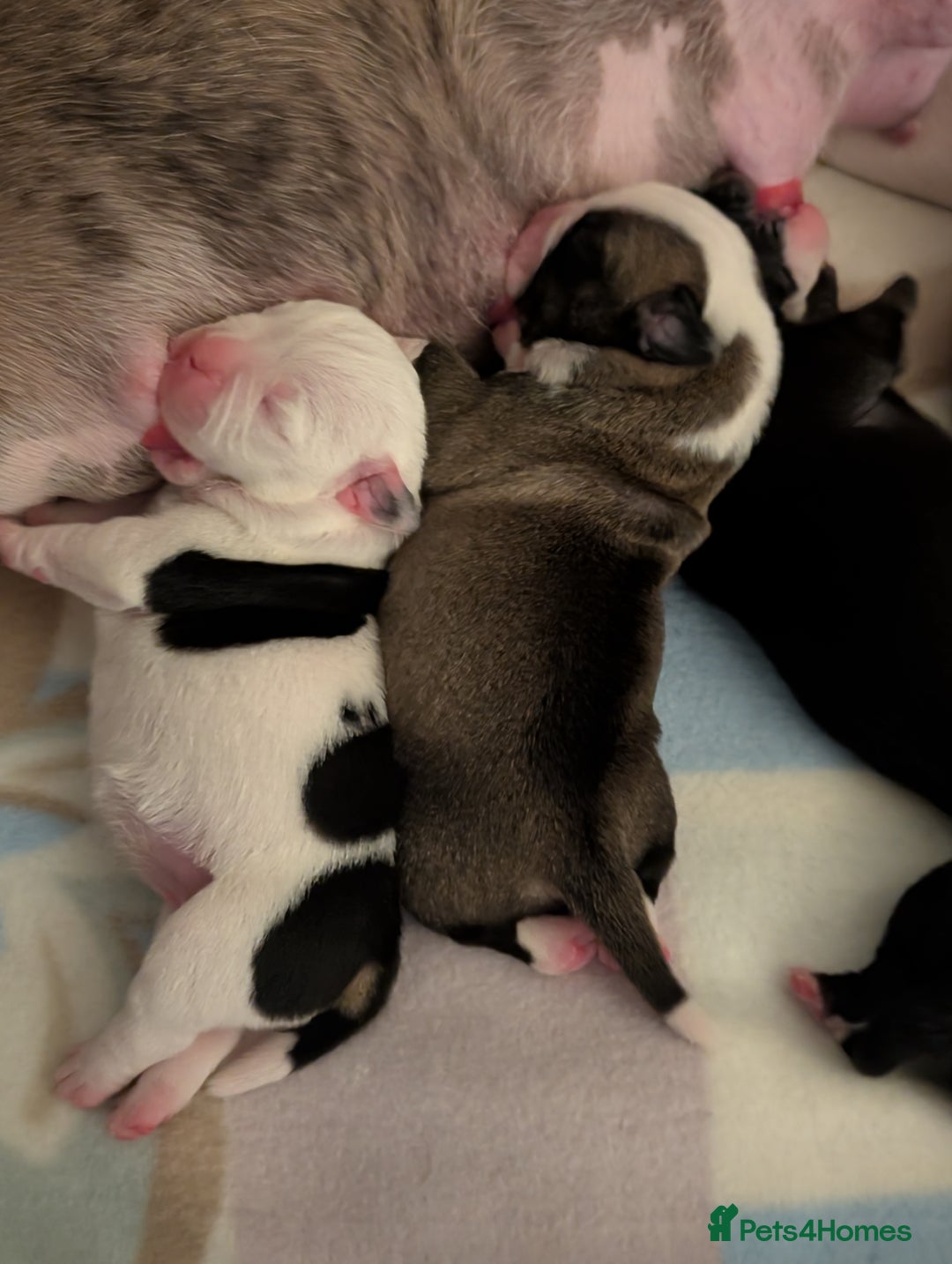 Old Tyme Bulldog dogs for sale: Old tyme bulldog pups  - Image 14