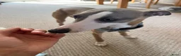 Whippet dogs for sale: Gorgeous 6 month old Male Whippet in Coventry - Advert 5