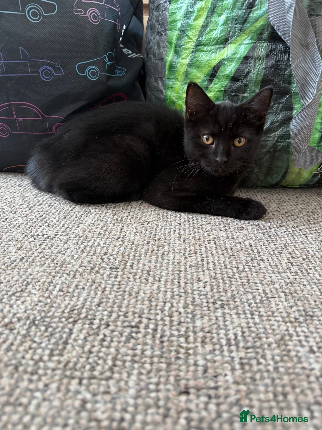 Mixed Breed cats for sale: Cats for sale  - Advert 5