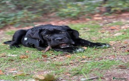 Cane Corso dogs for sale: 🖤Black Cane Corso Puppy 🐾Kobe🐾Male🖤 - Image 5