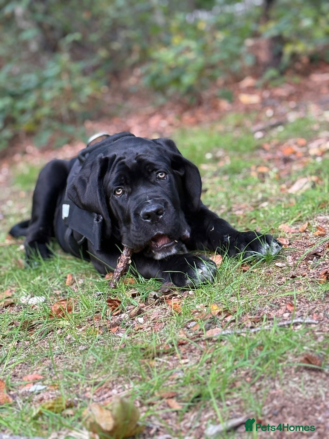 Cane Corso dogs for sale: 🖤Black Cane Corso Puppy 🐾Kobe🐾Male🖤 - Image 5