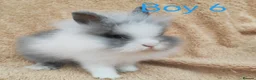 Lionhead rabbits for sale: Double mane lionhead rabbits - Advert 8