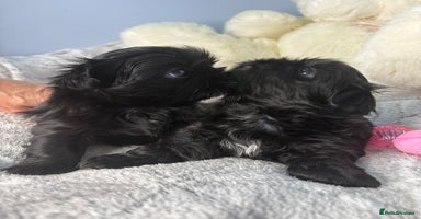 Shih Tzu dogs KC Reg Solid Black Girl and Boy - Advert 5