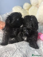Shih Tzu dogs KC Reg Solid Black Girl and Boy - Advert 5
